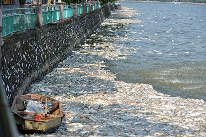 Hà[-]Nội:[-]Lấy[-]mẫu[-]nước[-]để[-]xác[-]định[-]nguyên[-]nhân[-]cá[-]chết[-]nổi[-]tại[-]hồ[-]Tây